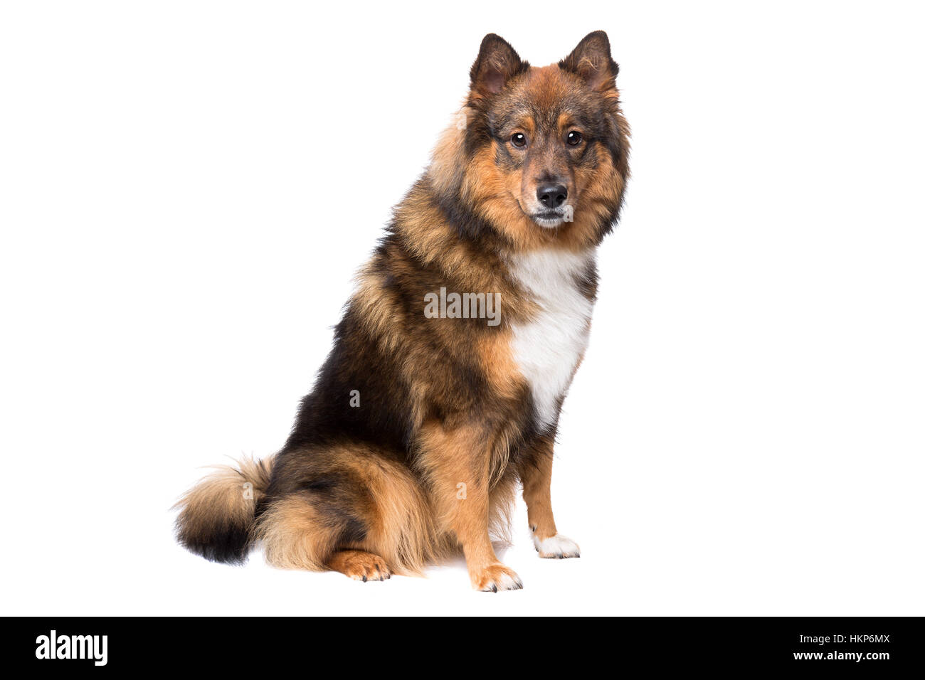 mixed breed in front of a white background Stock Photo - Alamy