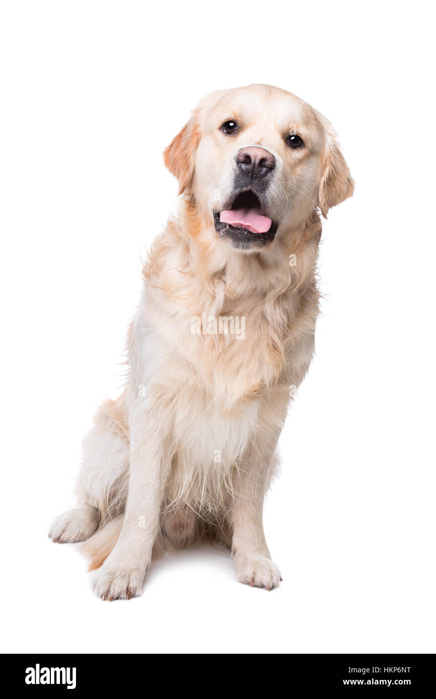 Golden retriever sitting in front of a white background Stock Photo - Alamy
