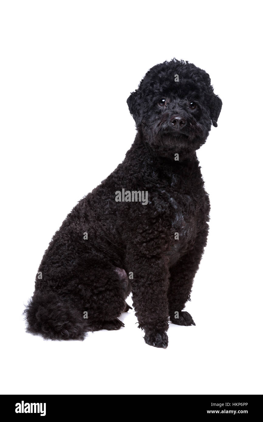 black poodle sitting in front of a white background Stock Photo - Alamy