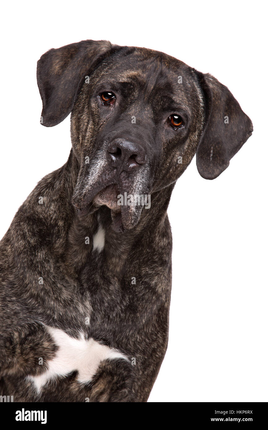 A black brindle Fila Brasileiro is sitting in front of a stone
