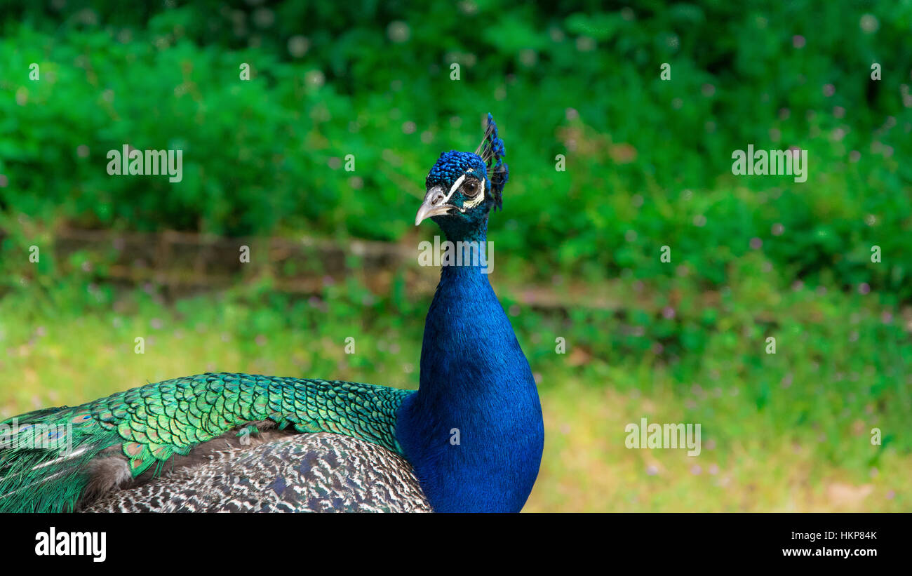 Beautiful colorful majestic male peacock in wildfife Stock Photo - Alamy