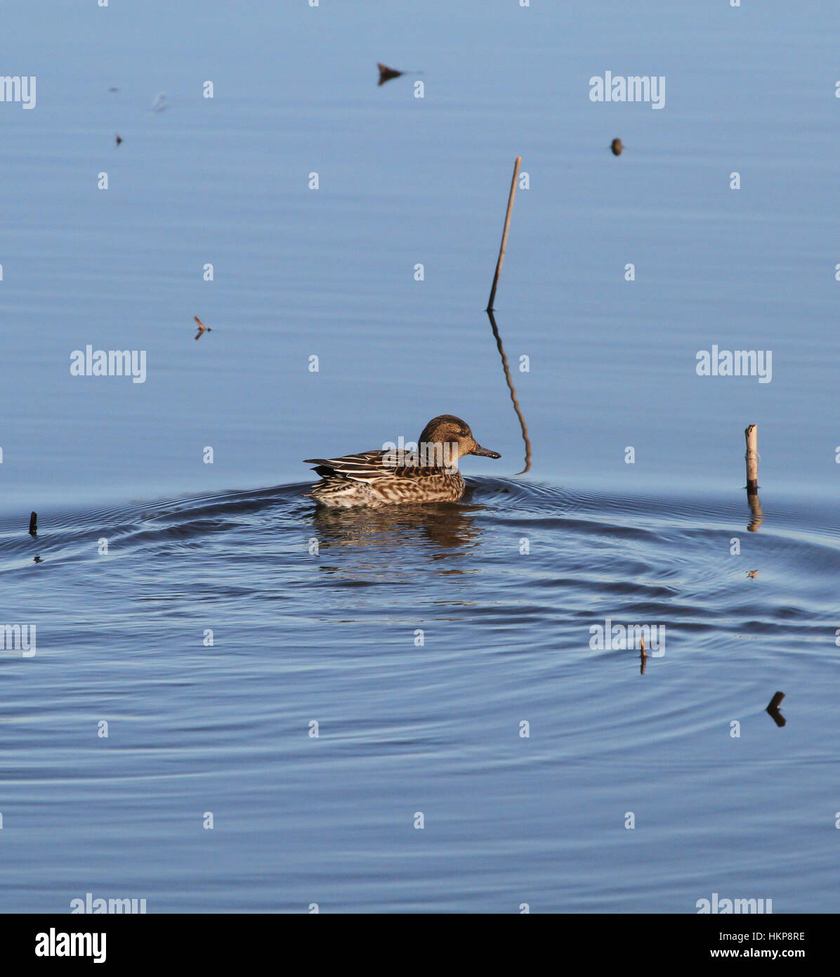 Female teal duck on lake. Stock Photo