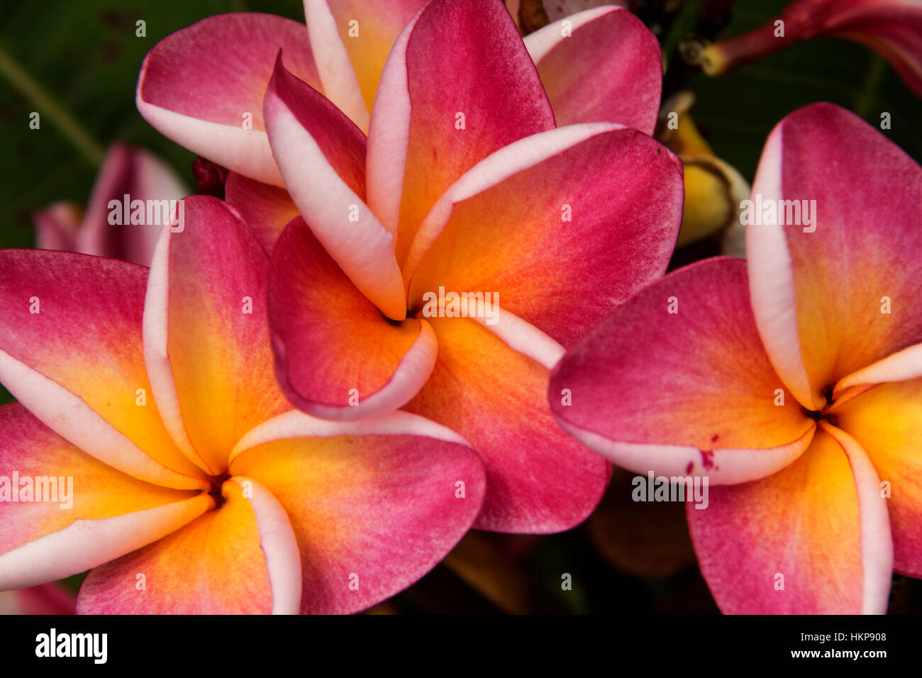 three five petal pink flowers frangipani ( plumeria ) with yellow center on the light green background close up selective focus Stock Photo