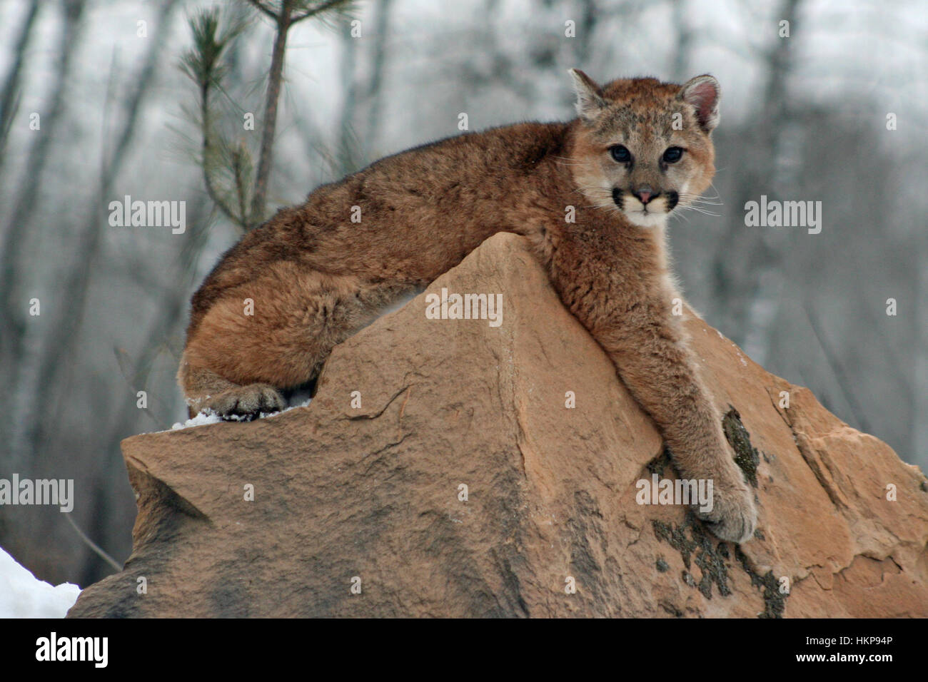 Baby Cougar Relaxing on a Rock Stock Photo