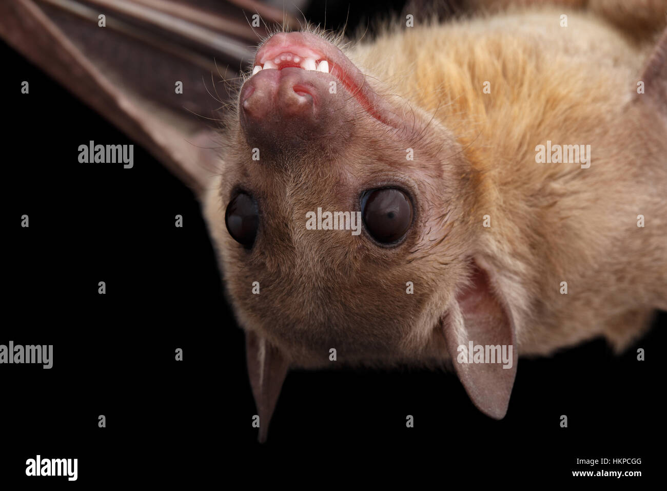 Egyptian fruit bat or rousette, black background Stock Photo