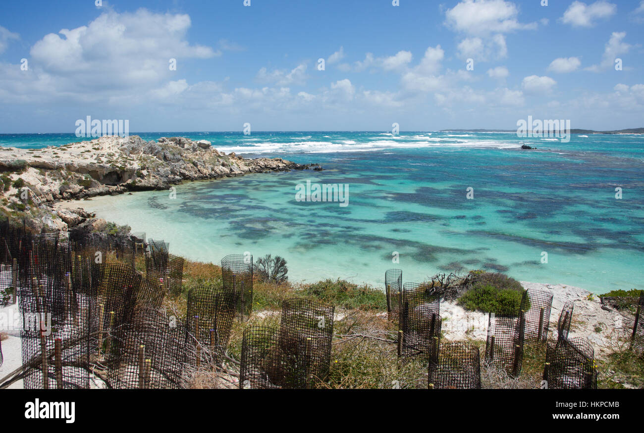 Environmental conservation with new plantings in the dunes at Rottnest Island with the Indian Ocean seascape in Western Australia. Stock Photo