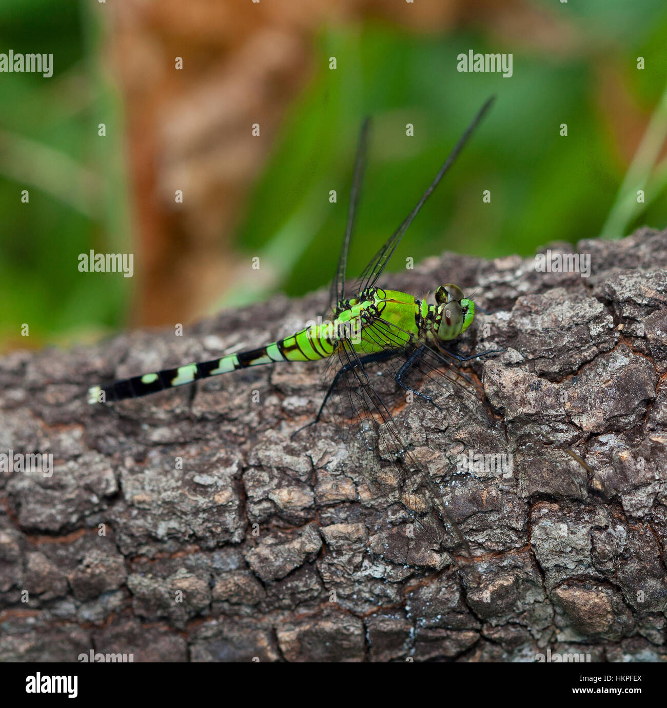 Large bright green dragonfly that is on a log Stock Photo - Alamy