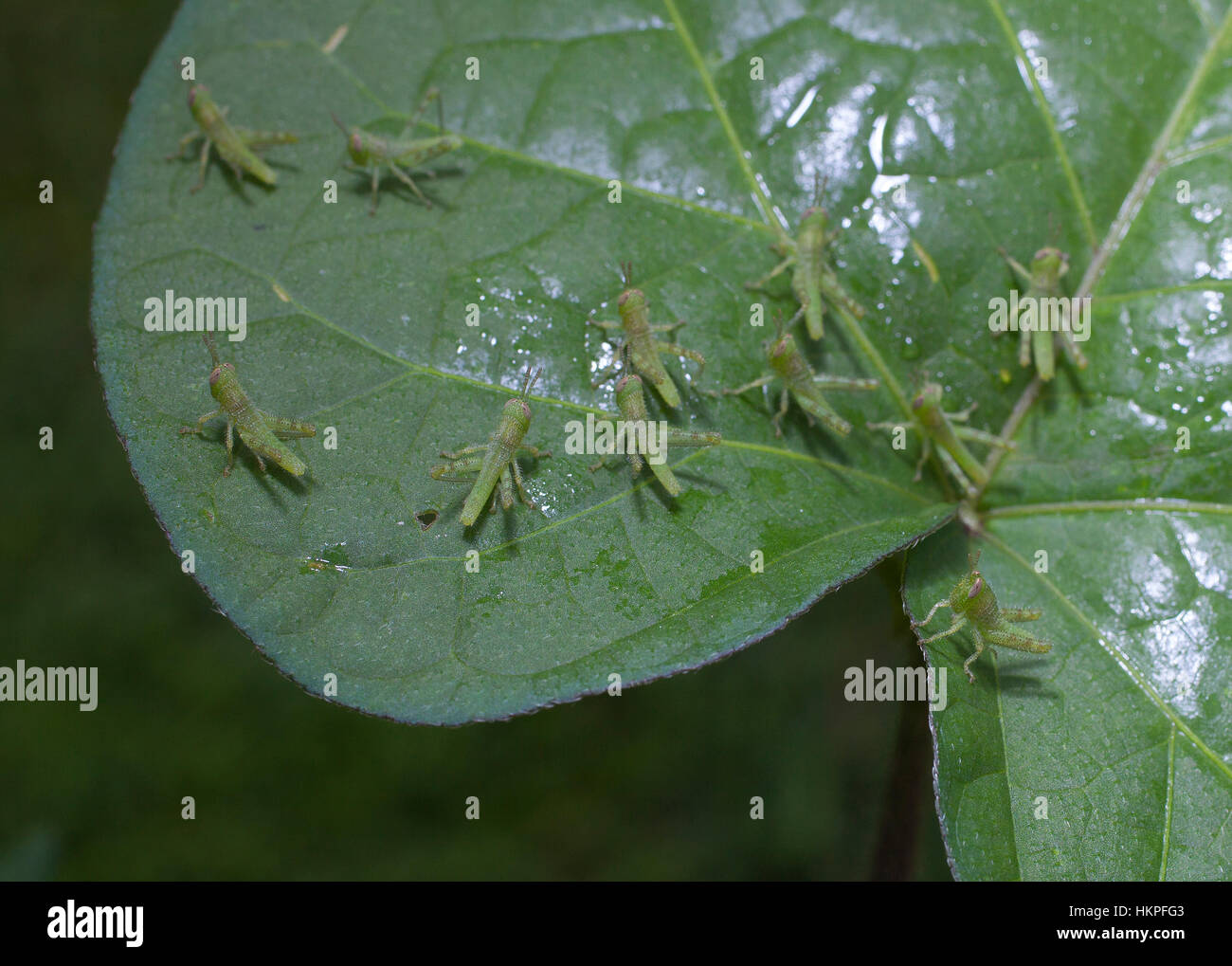 Very small grasshoppers spreading out to eat on a leaf Stock Photo - Alamy