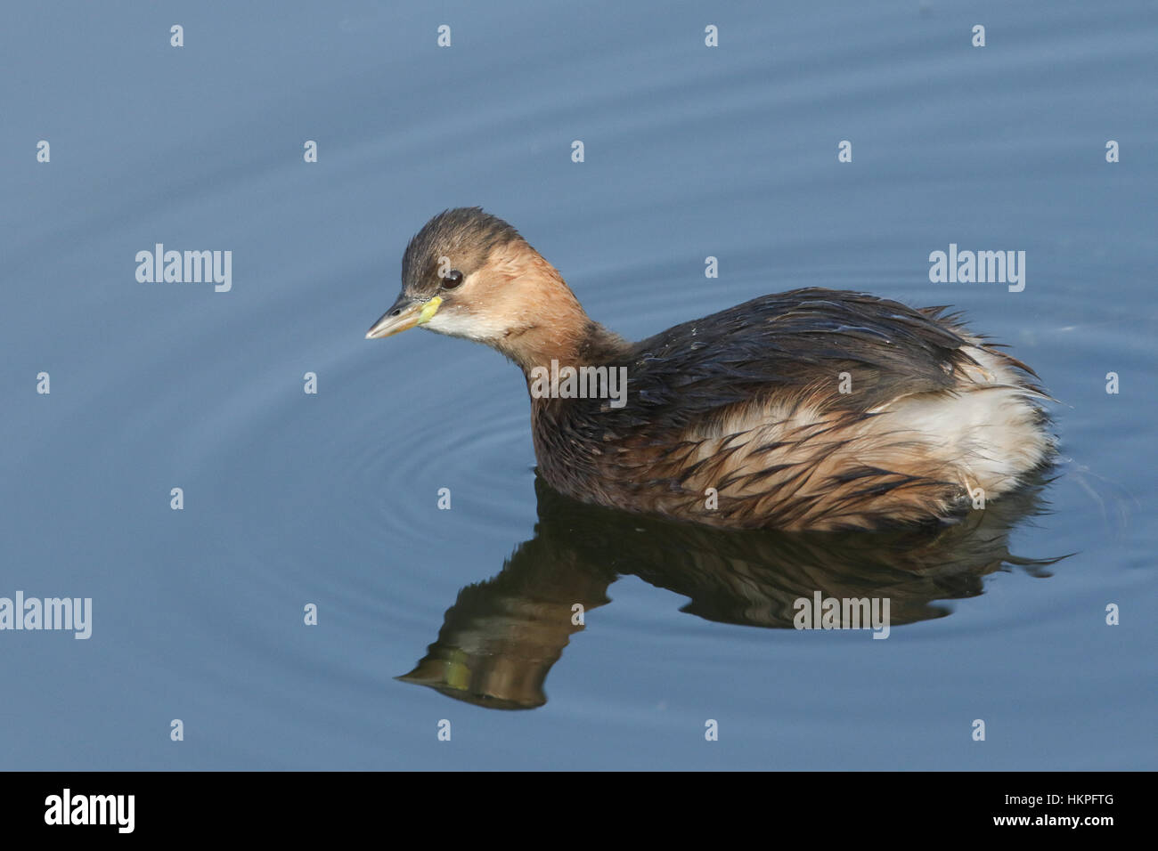 A cute Little Grebe (Tachybaptus ruficollis) swimming in a river with its reflection showing in the water. Stock Photo