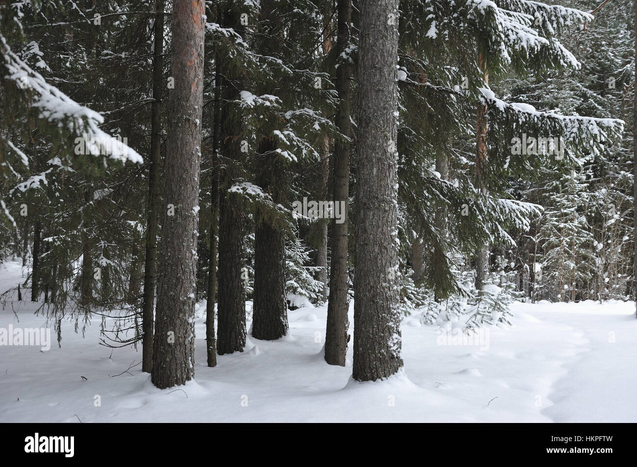 Landscape of the wintery snow covered forest view Stock Photo - Alamy