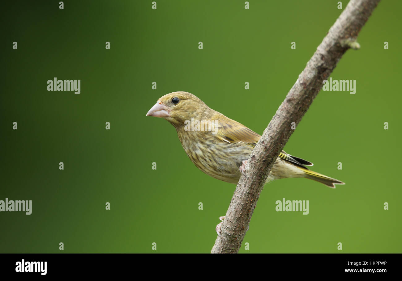 A young male Greenfinch (Carduelis chloris) perched on a branch.. Stock Photo