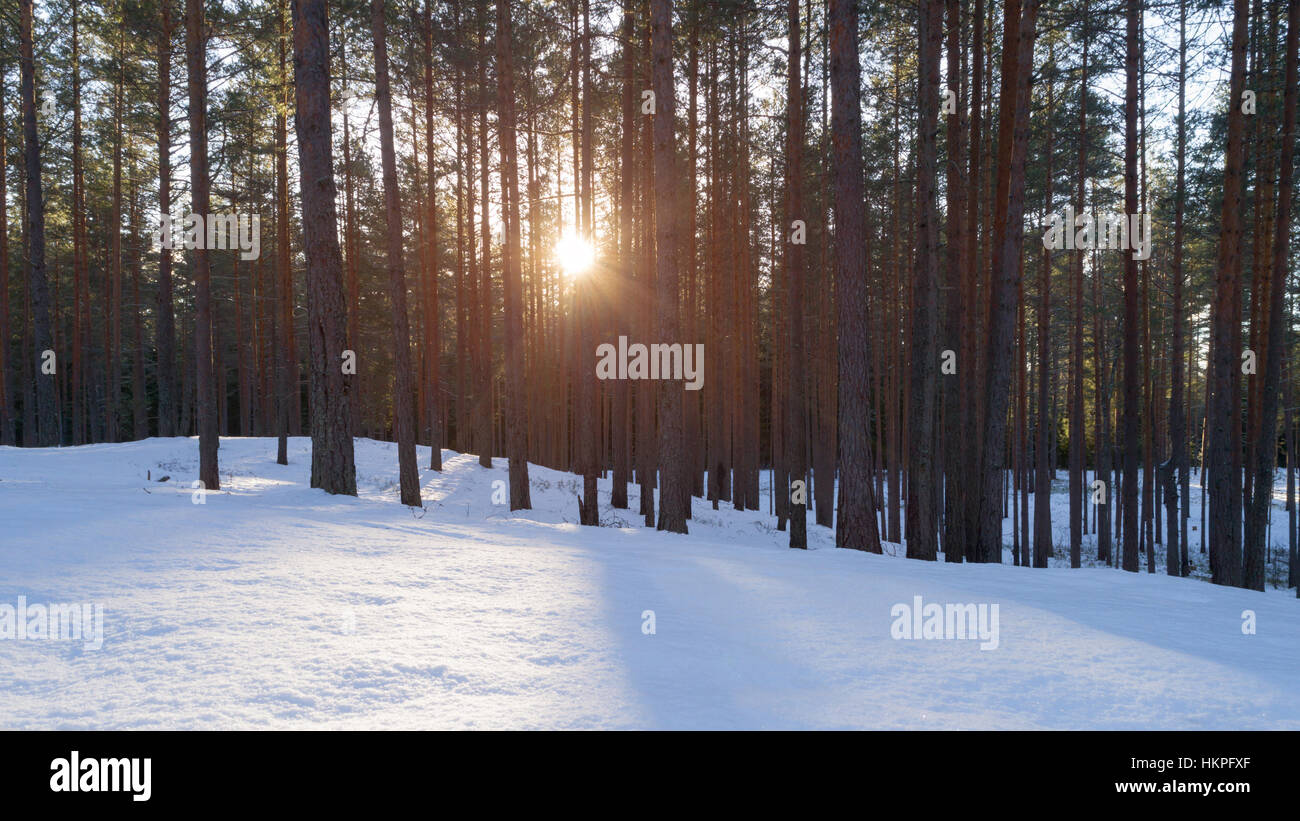Aerial photo of sunset in winter pine forest Stock Photo - Alamy