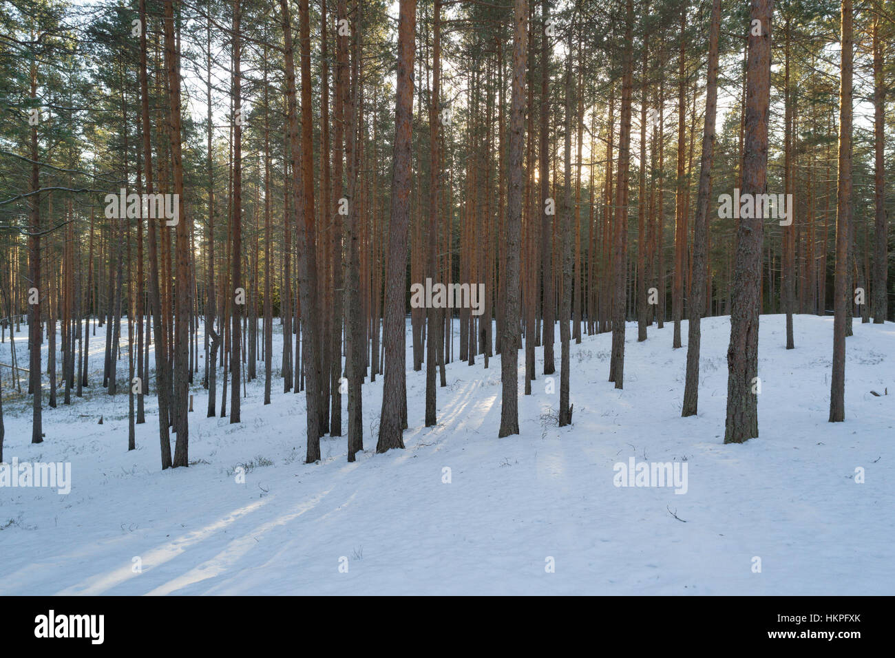 Aerial photo of sunset in winter pine forest Stock Photo - Alamy