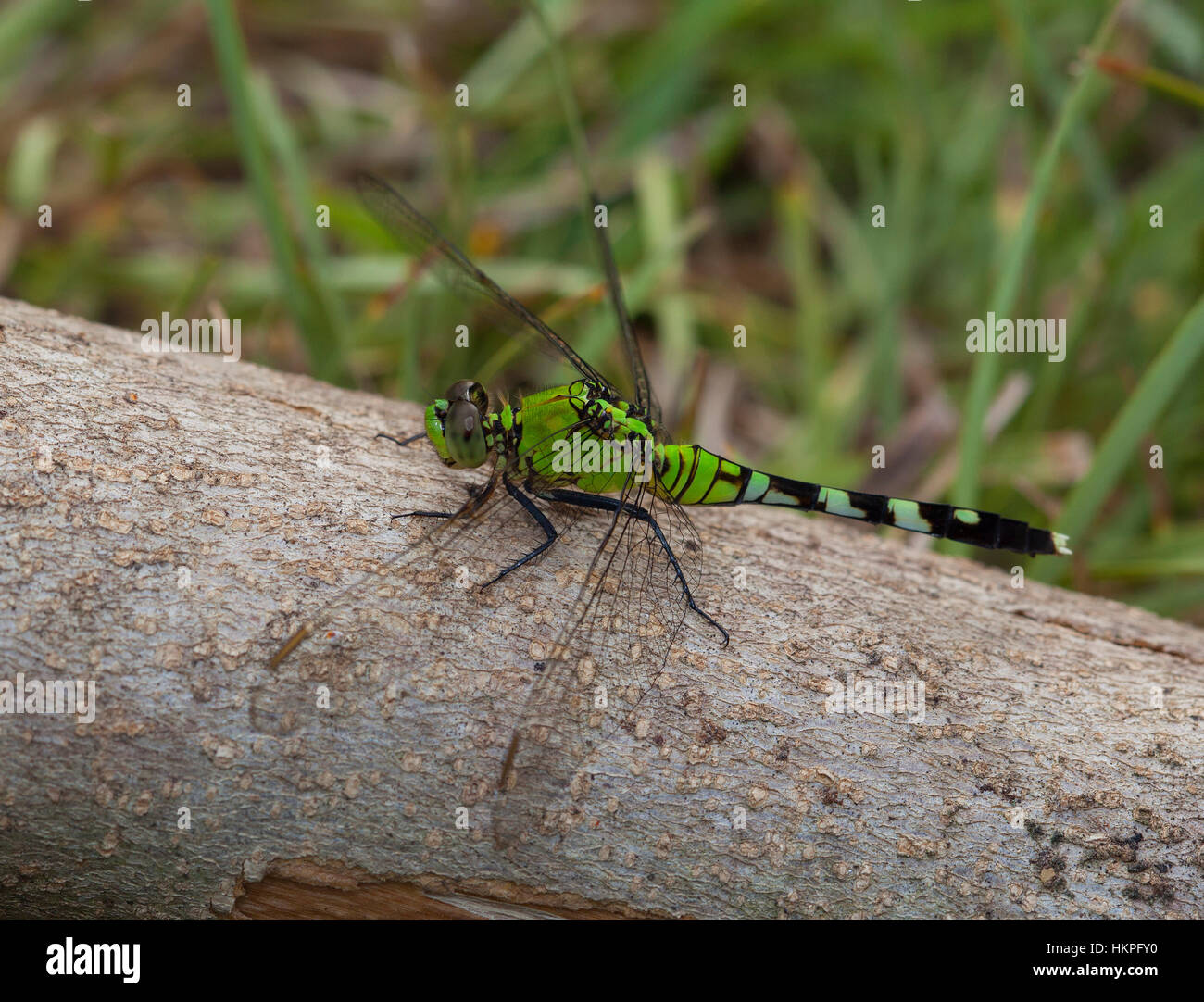 Large neon green dragonfly sitting on a log Stock Photo - Alamy