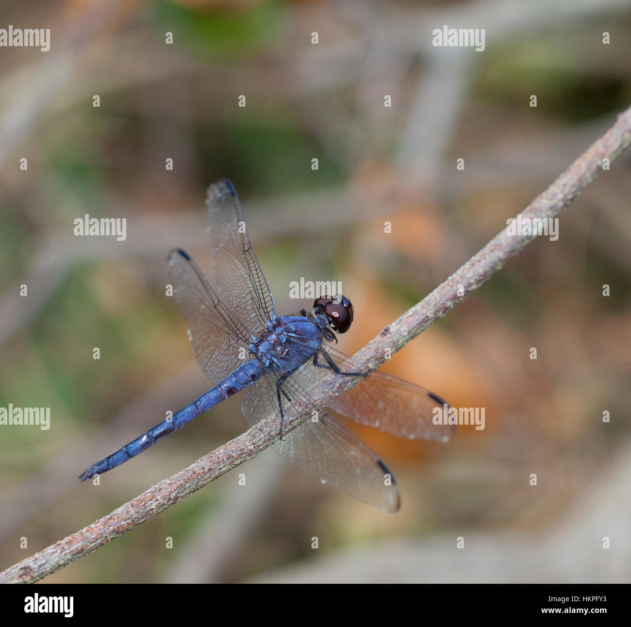 Blue and black dragonfly that is on a stick Stock Photo - Alamy