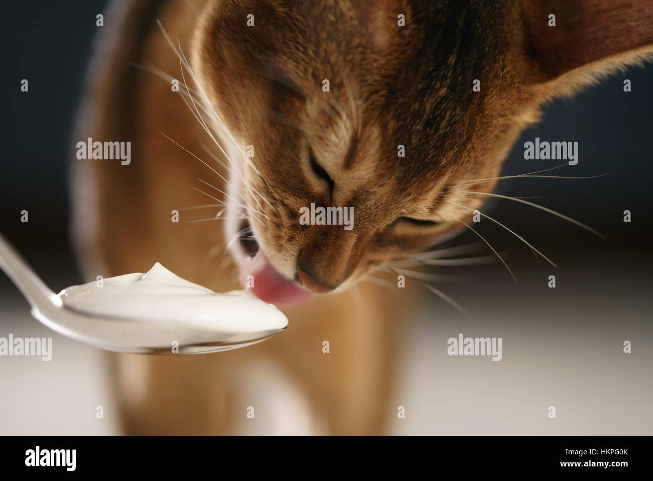 abyssinian kitten eat yogurt from golden spoon Stock Photo Alamy