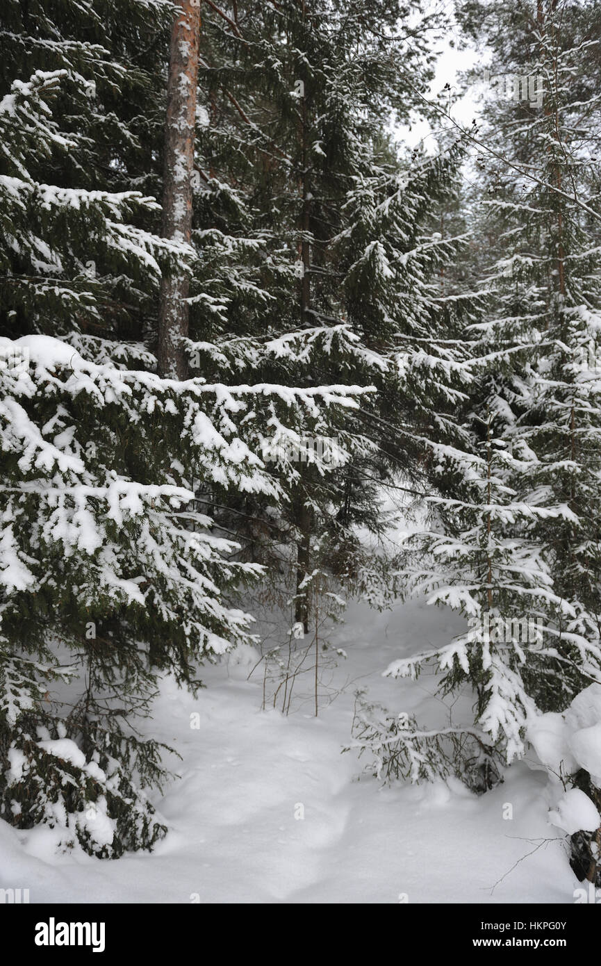 Landscape of the wintery snow covered forest view Stock Photo - Alamy