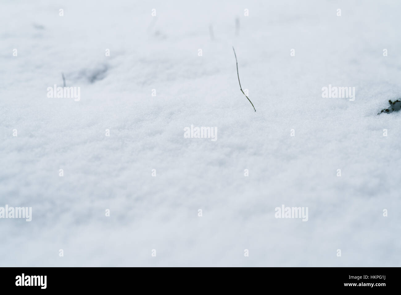 closeup photo of fresh snow on a field Stock Photo - Alamy