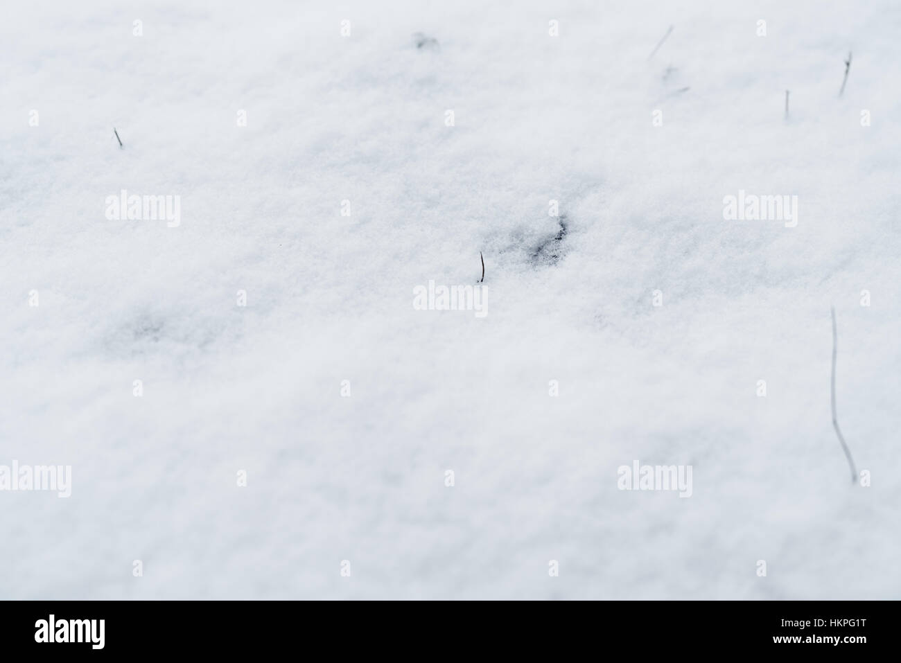 closeup photo of fresh snow on a field Stock Photo - Alamy