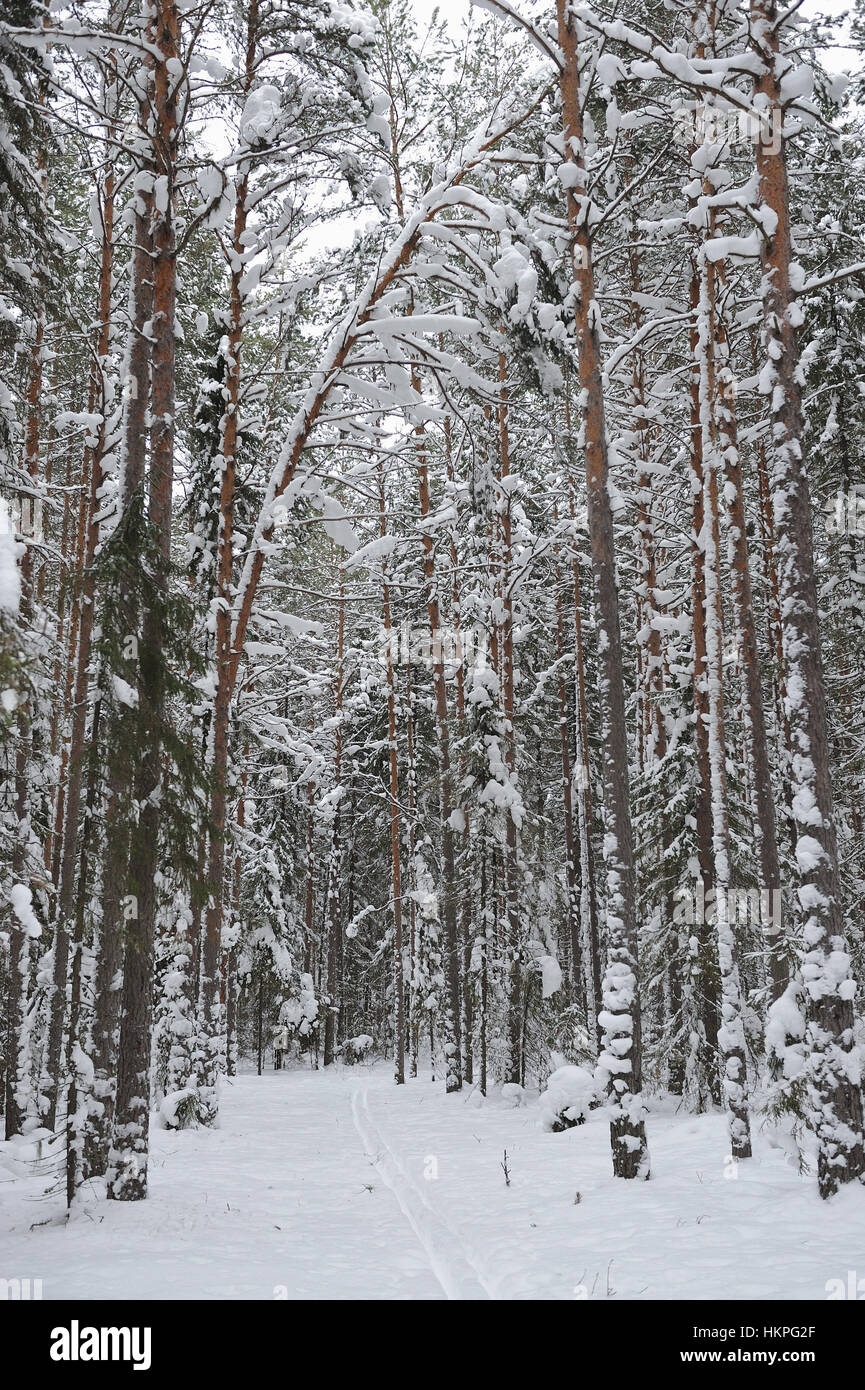 Landscape of the wintery snow covered forest view Stock Photo - Alamy