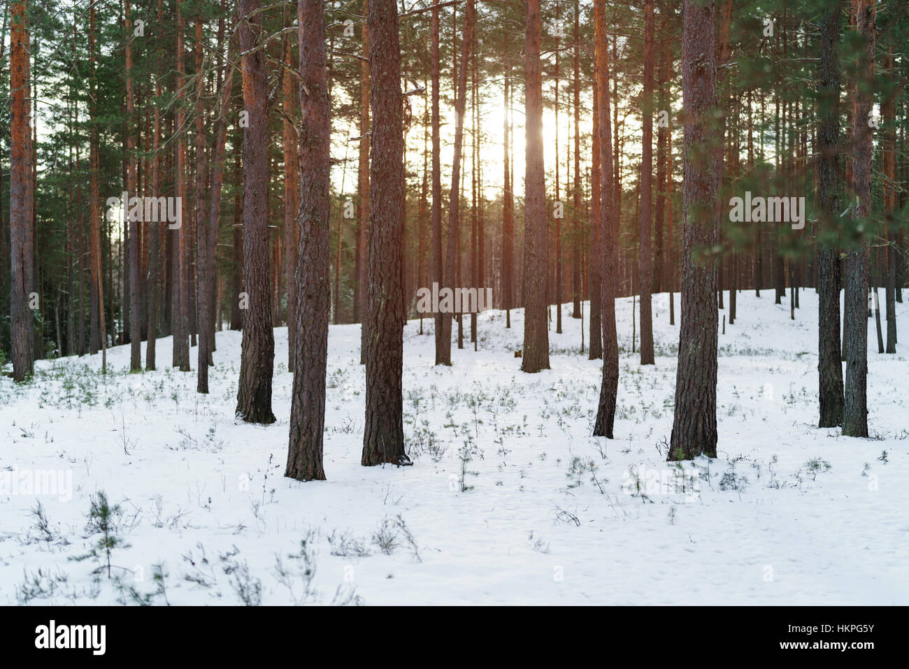 Light pine hi-res stock photography and images - Alamy