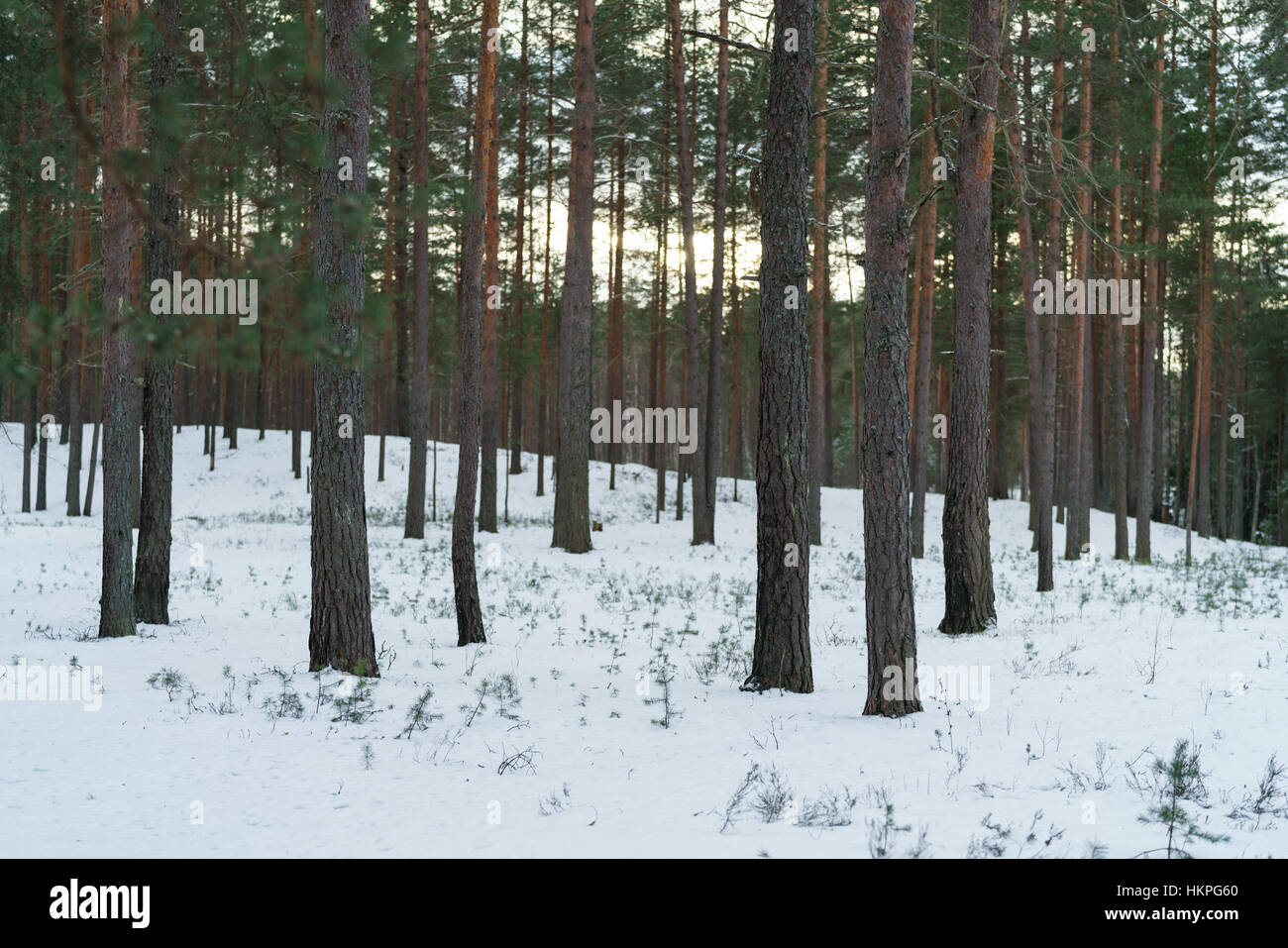 Pine forest landscape hi-res stock photography and images - Alamy