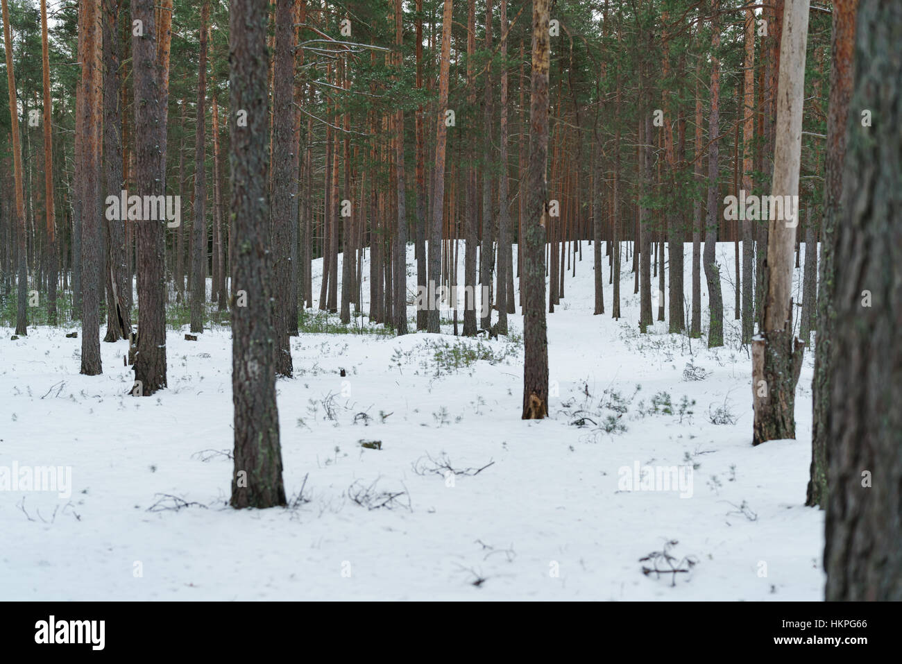 Winter pine forest hi-res stock photography and images - Alamy