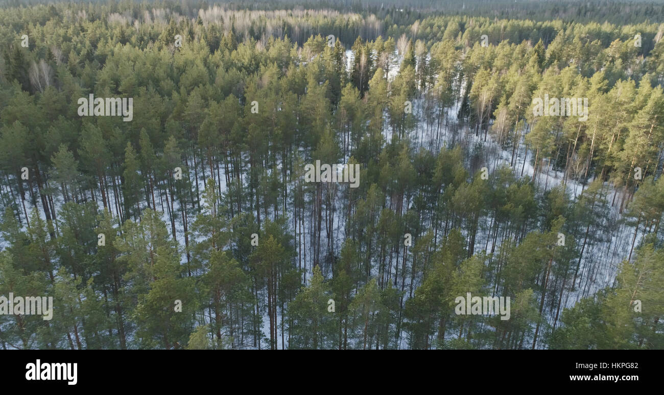 Aerial photo of winter pine forest in daylight Stock Photo - Alamy