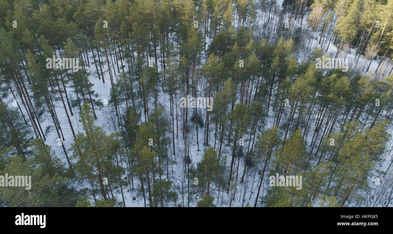 Aerial photo of winter pine forest in daylight Stock Photo - Alamy