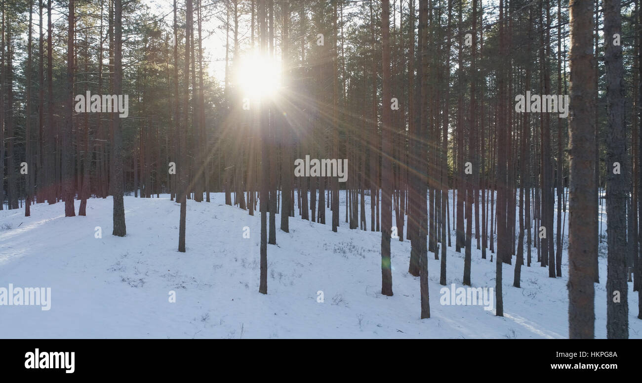 Aerial photo of sunset in winter pine forest Stock Photo - Alamy