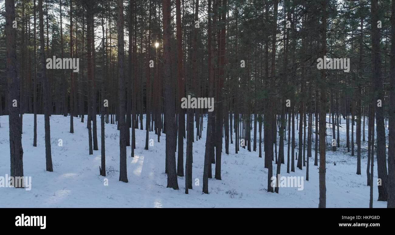 Aerial photo of sunset in winter pine forest Stock Photo - Alamy