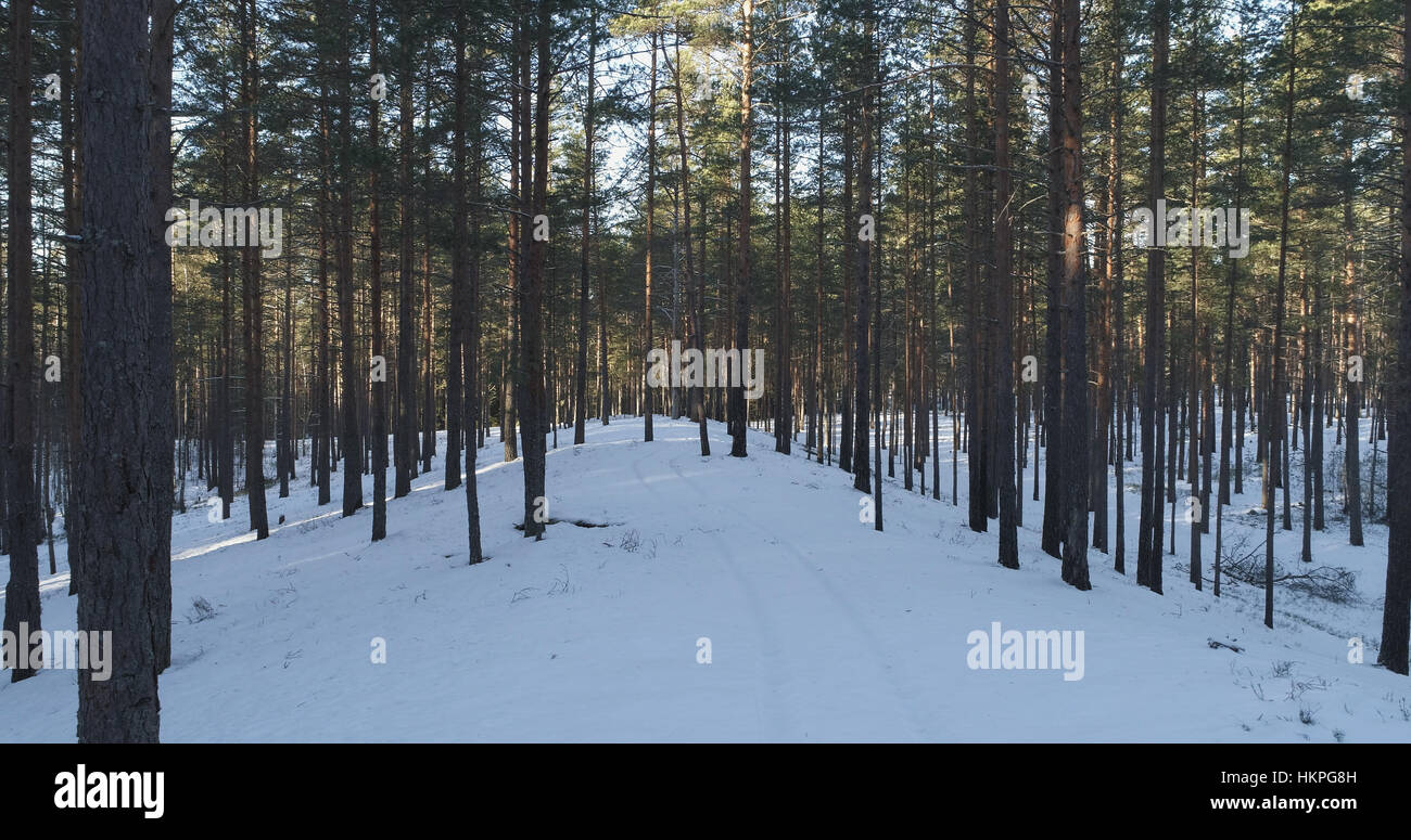 Aerial photo of sunset in winter pine forest Stock Photo - Alamy