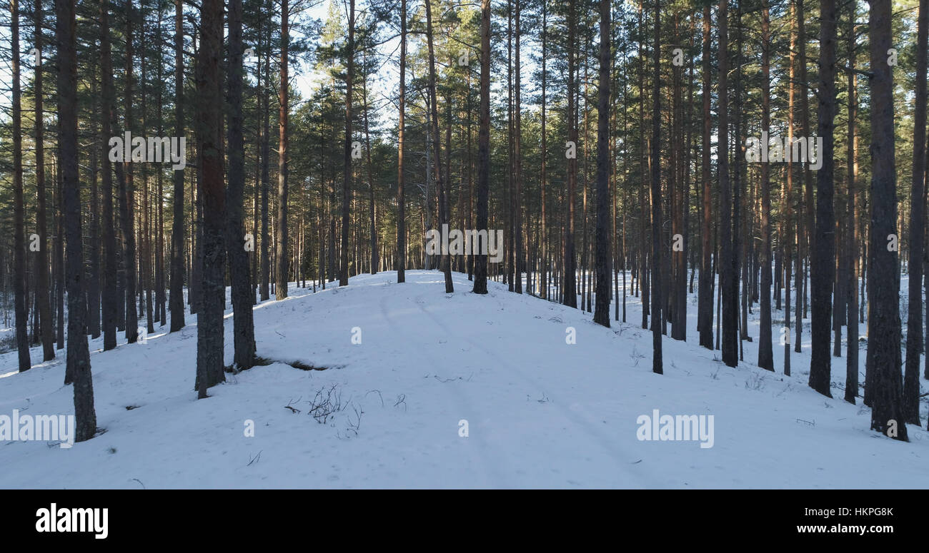 Aerial photo of sunset in winter pine forest Stock Photo - Alamy
