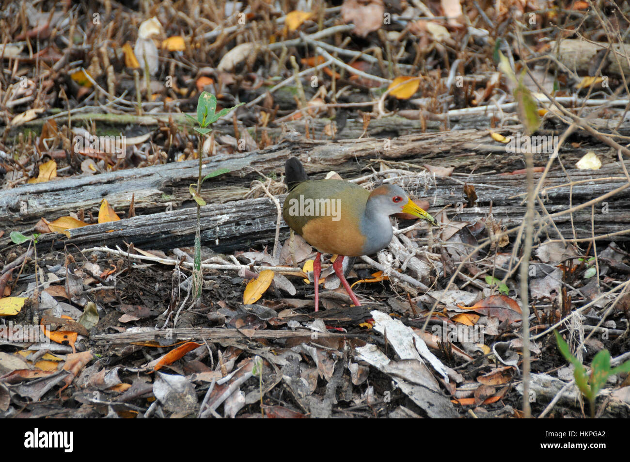 Forest Rails Bird Grey necked Wood Rail bird in swamp Stock Photo - Alamy