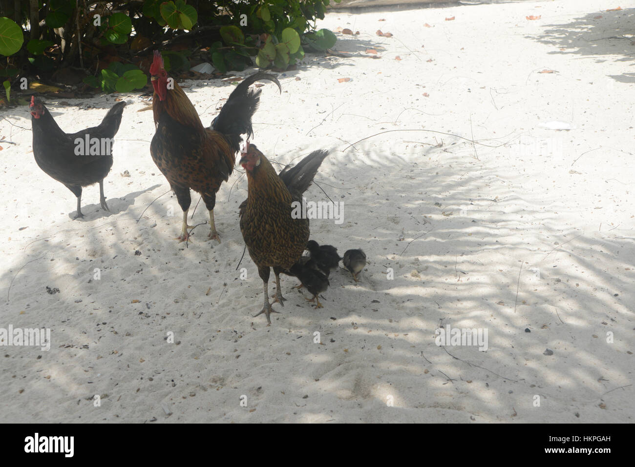 Wild Chickens on the Beach Stock Photo Alamy