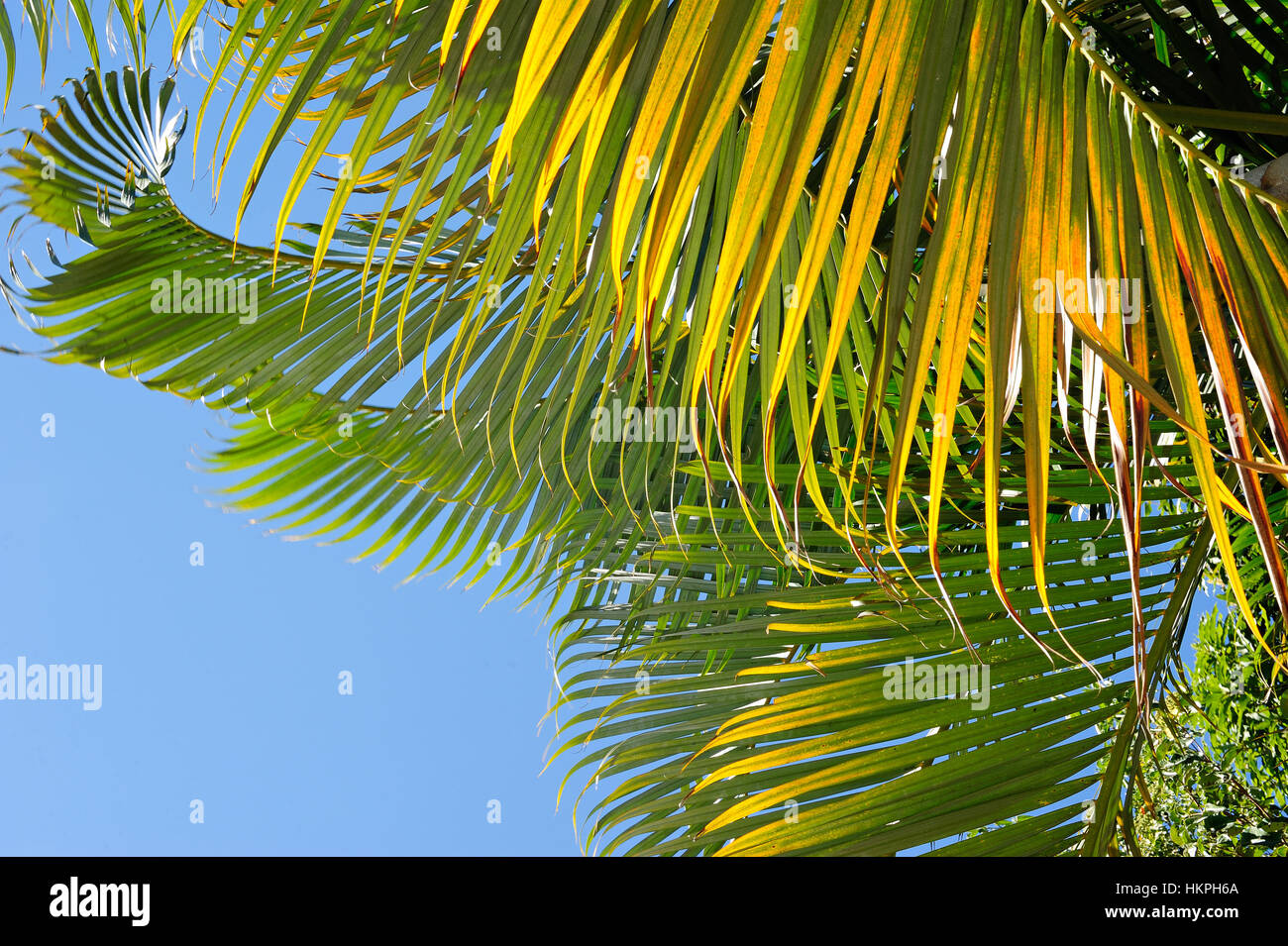 palm leafs on blue sky background in summer tropical Stock Photo - Alamy