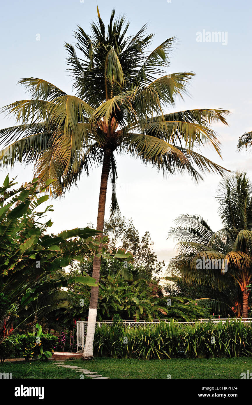 Palm tree in tropical sunset hi-res stock photography and images - Alamy