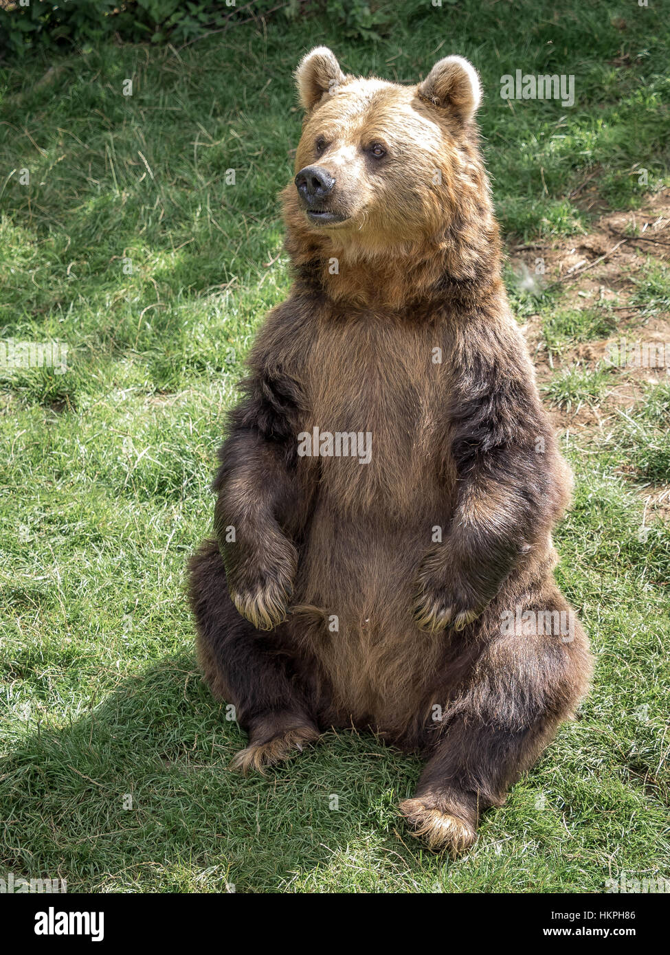 Eurasian Brown Bear Sitting Upright Stock Photo - Alamy