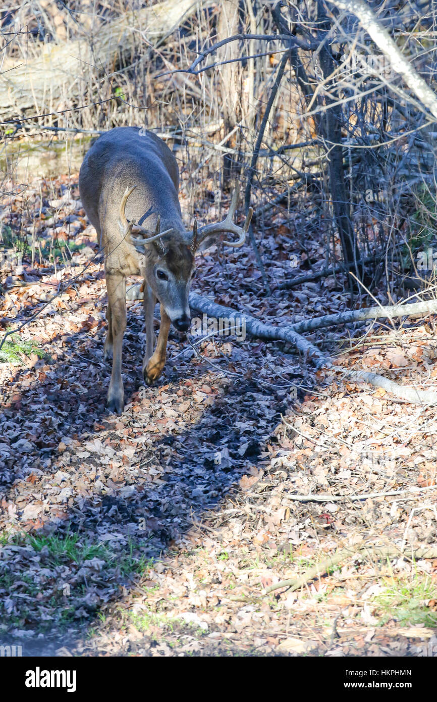 Buck white-tailed deer (odocoileus virginianus) following a does track during the rut. Stock Photo