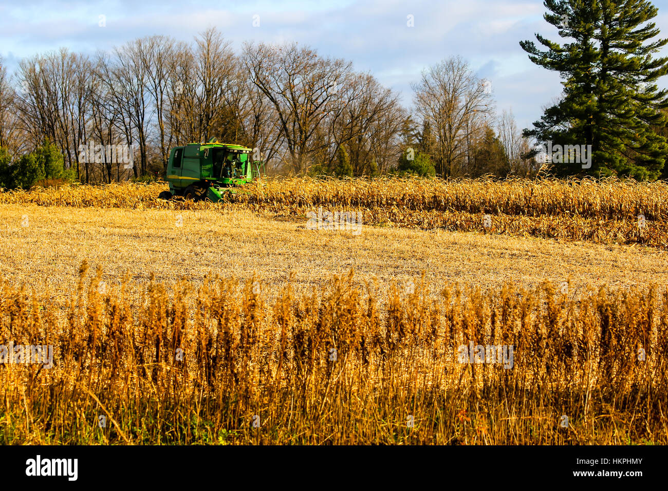 Farmer picking corn with a combine in Wisconsin. Stock Photo
