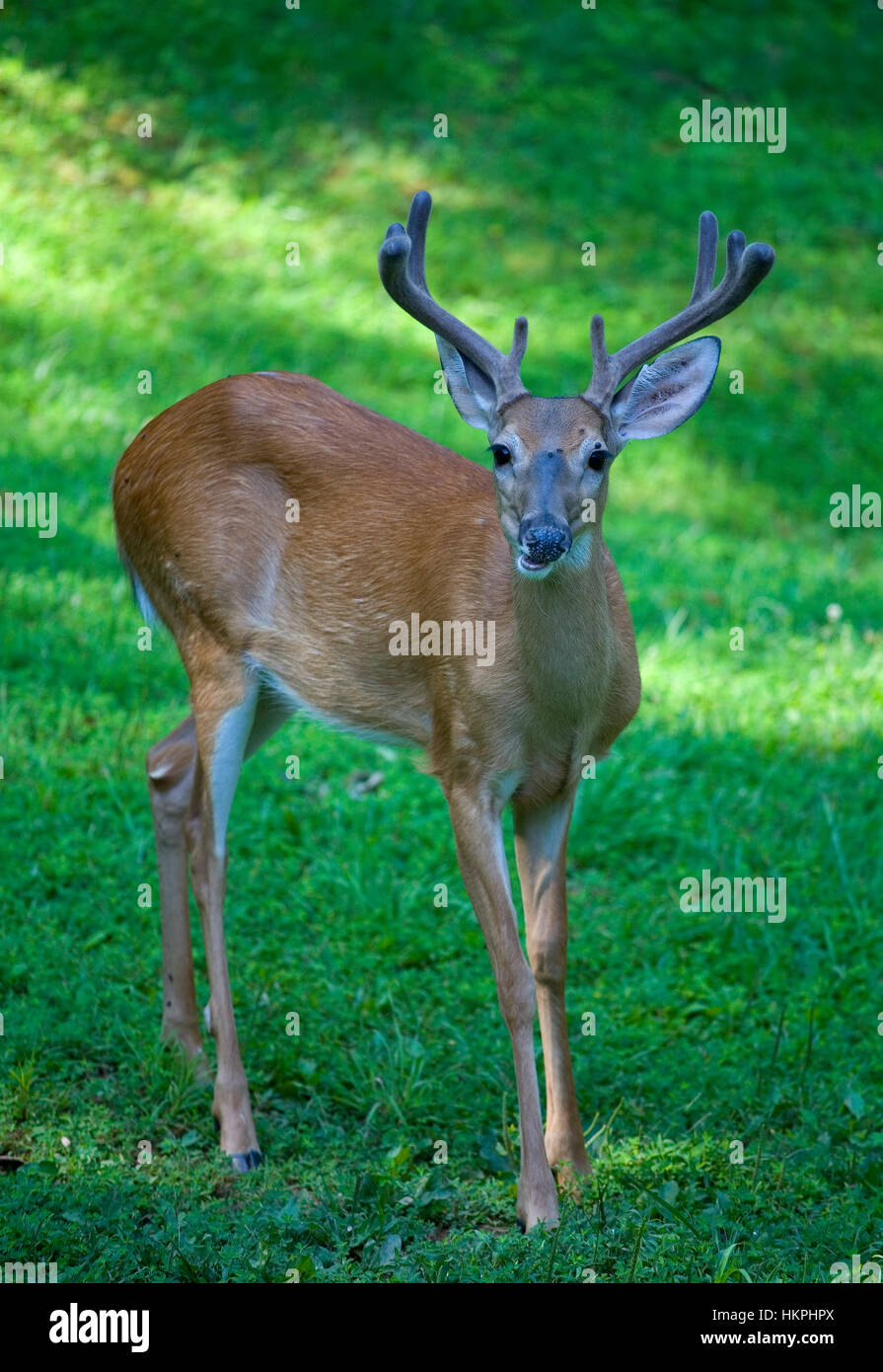 Whitetail buck that has an eight point rack and its antlers are in ...