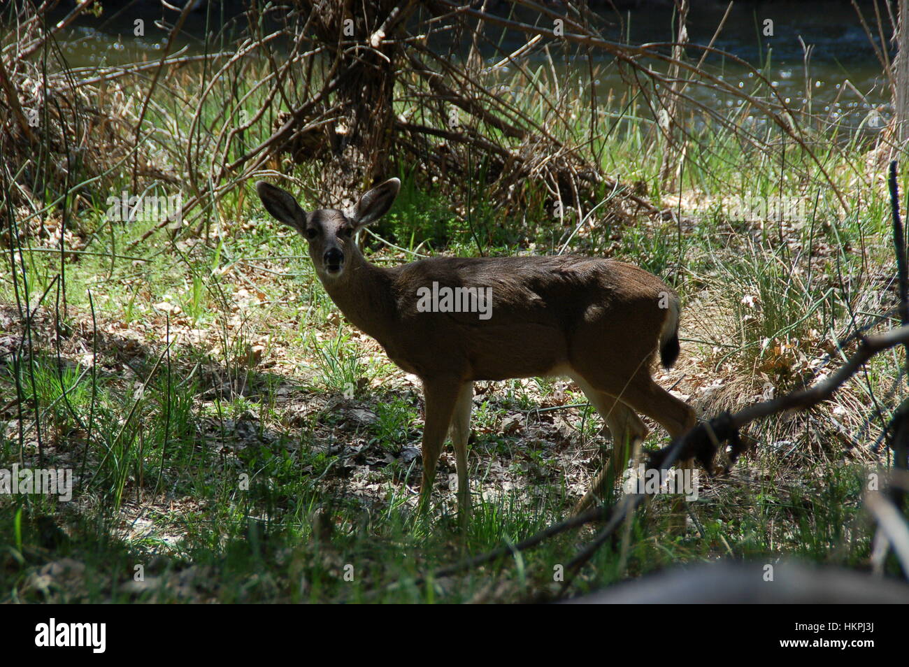 View of a deer grazing Stock Photo - Alamy