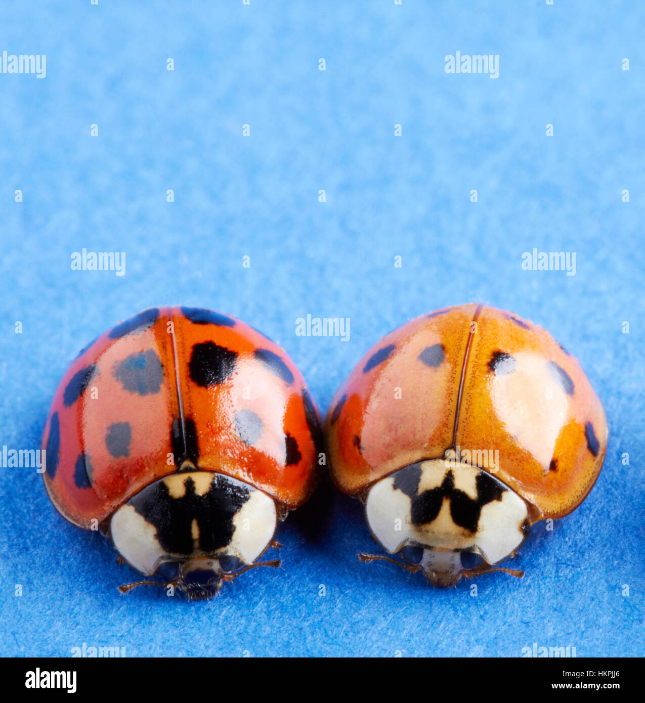 A macro image of two spotted ladybug or ladybird insects, one red and one orange on a contrasting blue paper surface. Stock Photo
