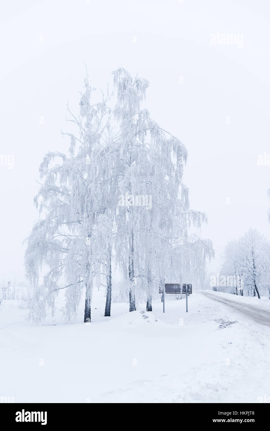 Trees in winter are covered with snow near the road Stock Photo