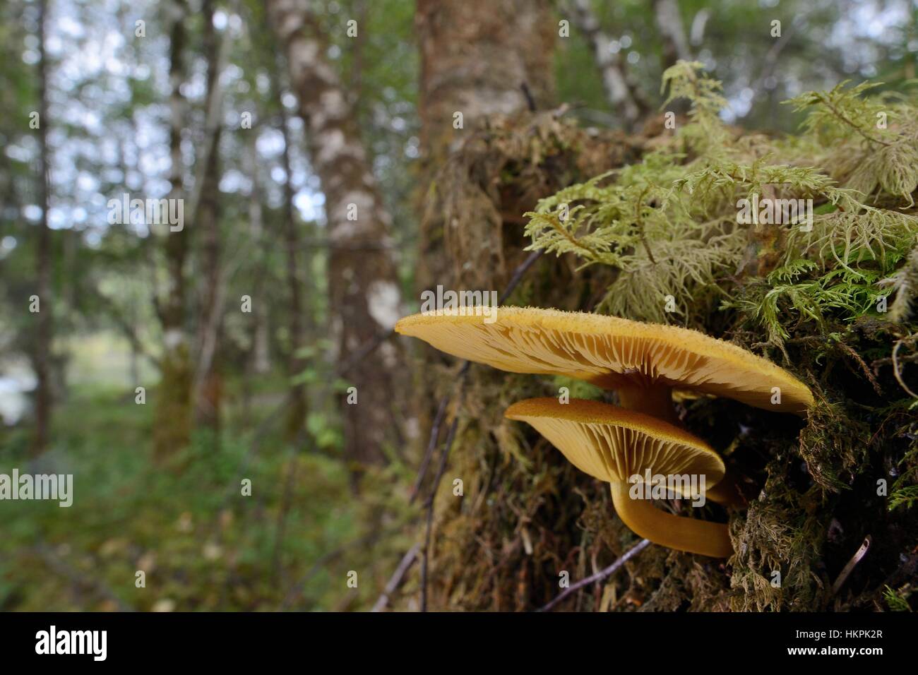 Prunes and custard (Tricholomopsis decora) mushrooms growing from a pine tree stump, Glengarry forest, Lochaber, Scotland, UK, September. Stock Photo