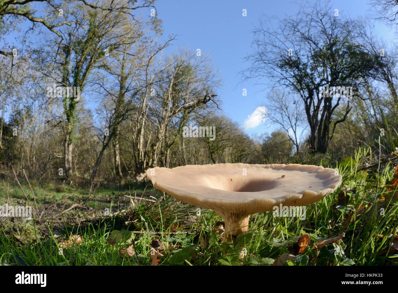 Trooping funnel / Monk's head mushroom (Clitocybe / Infundibulicybe geotropa), in woodland ride, LWT Lower Woods reserve, Gloucestershire, UK, Novembe Stock Photo