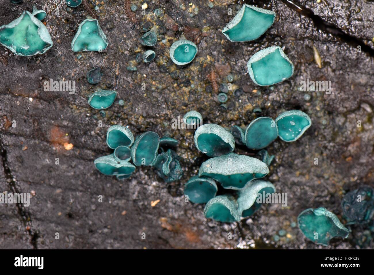 Green elfcup / Green stain fungus (Chlorociboria aeruginosa/aeruginascens) growing on a rotting log, Gloucestershire, UK. Stock Photo