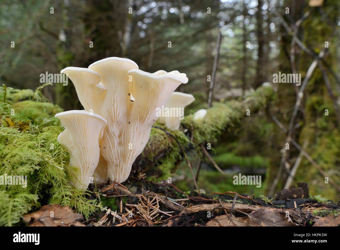 Angel's wings mushrooms (Pleurocybella porrigens) growing on a coniferous tree stump, Glengarry forest, Lochaber, Scotland, UK. Stock Photo