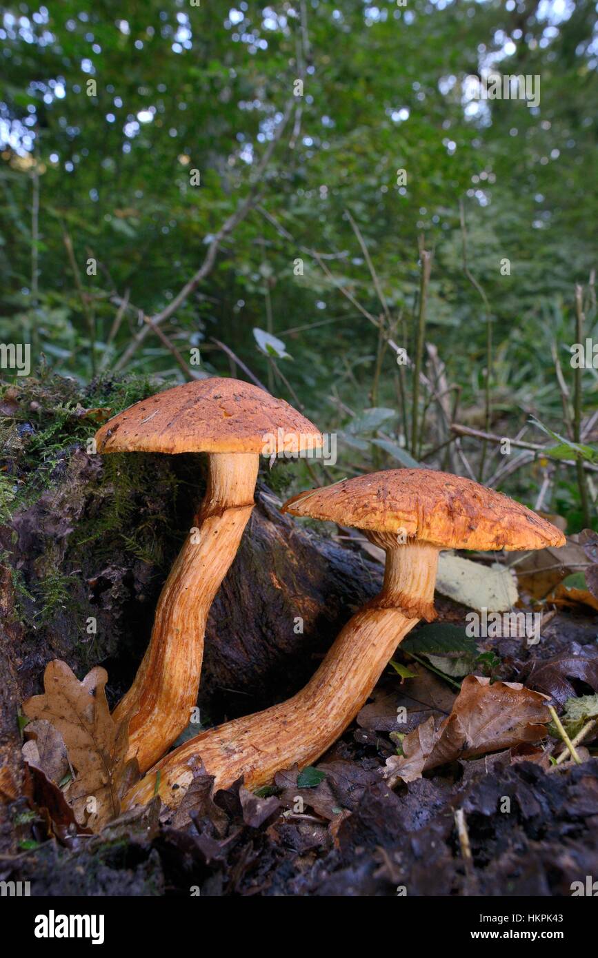 Spectacular rustgill fungi (Gymnopilus junonius) emerging from a rotting treestump in deciduous woodland, Gloucestershire, UK Stock Photo