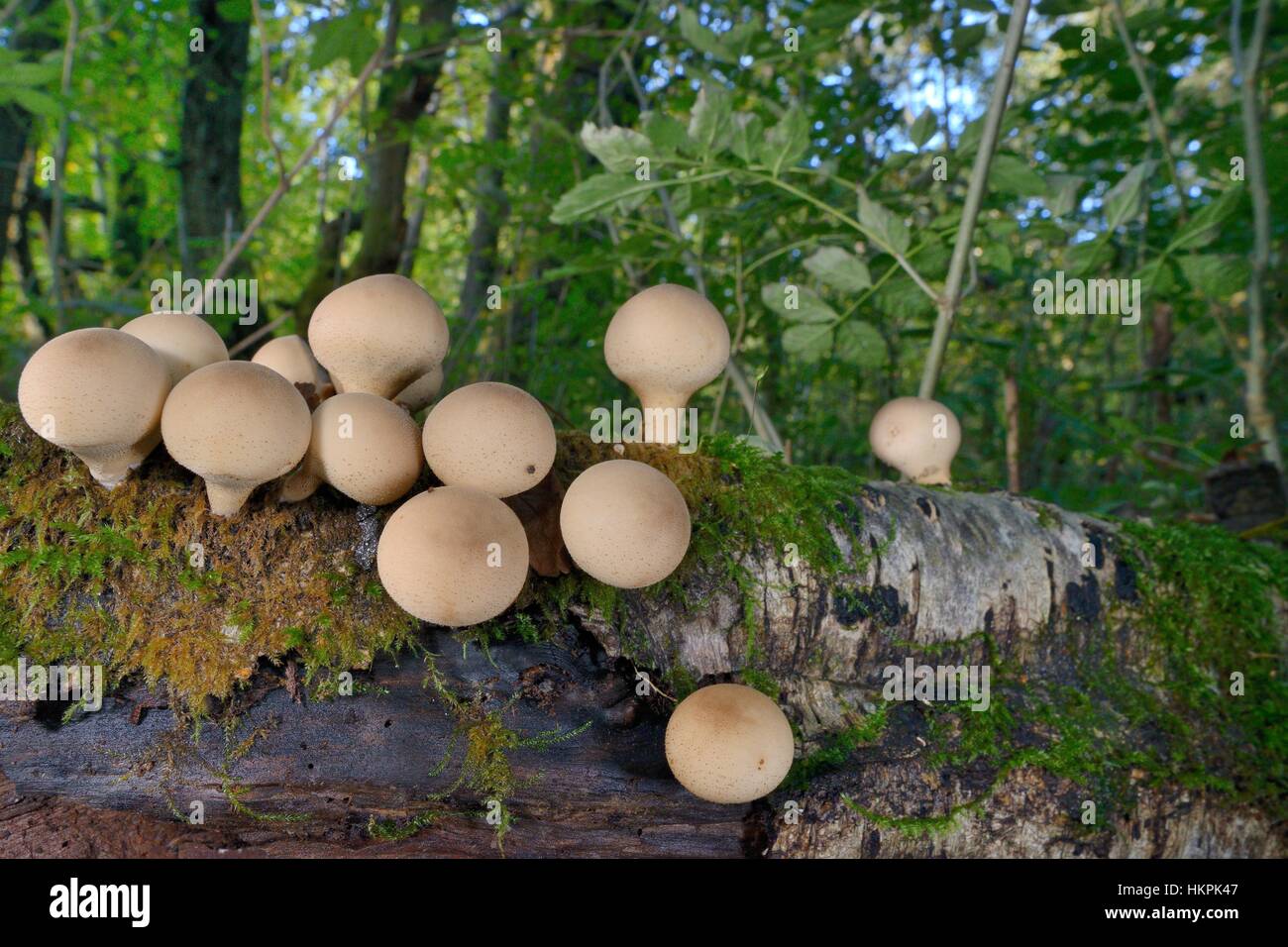 A cluster of Stump puffball fungi (Lycoperdon pyriforme) emerging from a rotting log in deciduous woodland, Gloucestershire, UK. Stock Photo